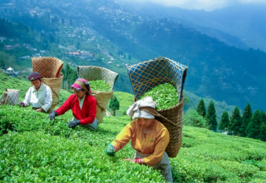 Darjeeling Sikkim Tour