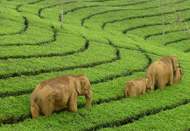 Kerala Tour