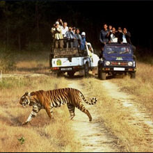 Corbett Wildlife Safari Tour