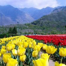 Kashmir Tour Package