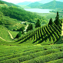 Darjeeling Tour Packages 5N/6D