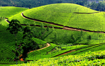 Munnar Thekkady Tour Package