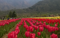 Kashmir Honeymoon Tour 3N/4D