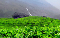 Munnar Tour