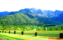 Best of Kashmir Tour