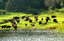  Kerala Honeymoon Tour 5 night 6 days