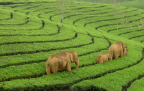kerala Holidays Tour