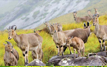 Kerala Honeymoon Tour Package