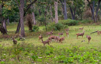 Kerala Honeymoon Tour