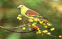 Coimbatore Tour
