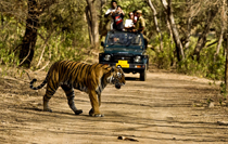 Cobett Jungle Safari Tour Package