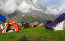 Dharamshal Tour Package